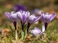Krokusse weissviolett gestreift